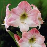 Apple Blossom Amaryllis Plant