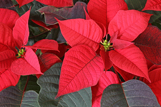 Small Red Poinsettia Plant