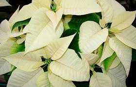 Large White Poinsettia Plant